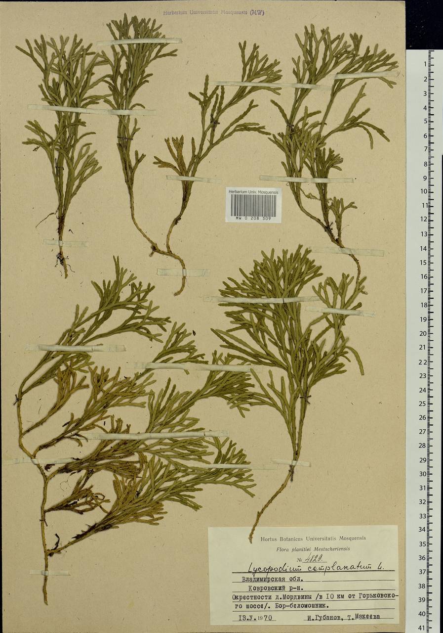 Diphasiastrum complanatum (L.) Holub, Eastern Europe, Central region (E4) (Russia)