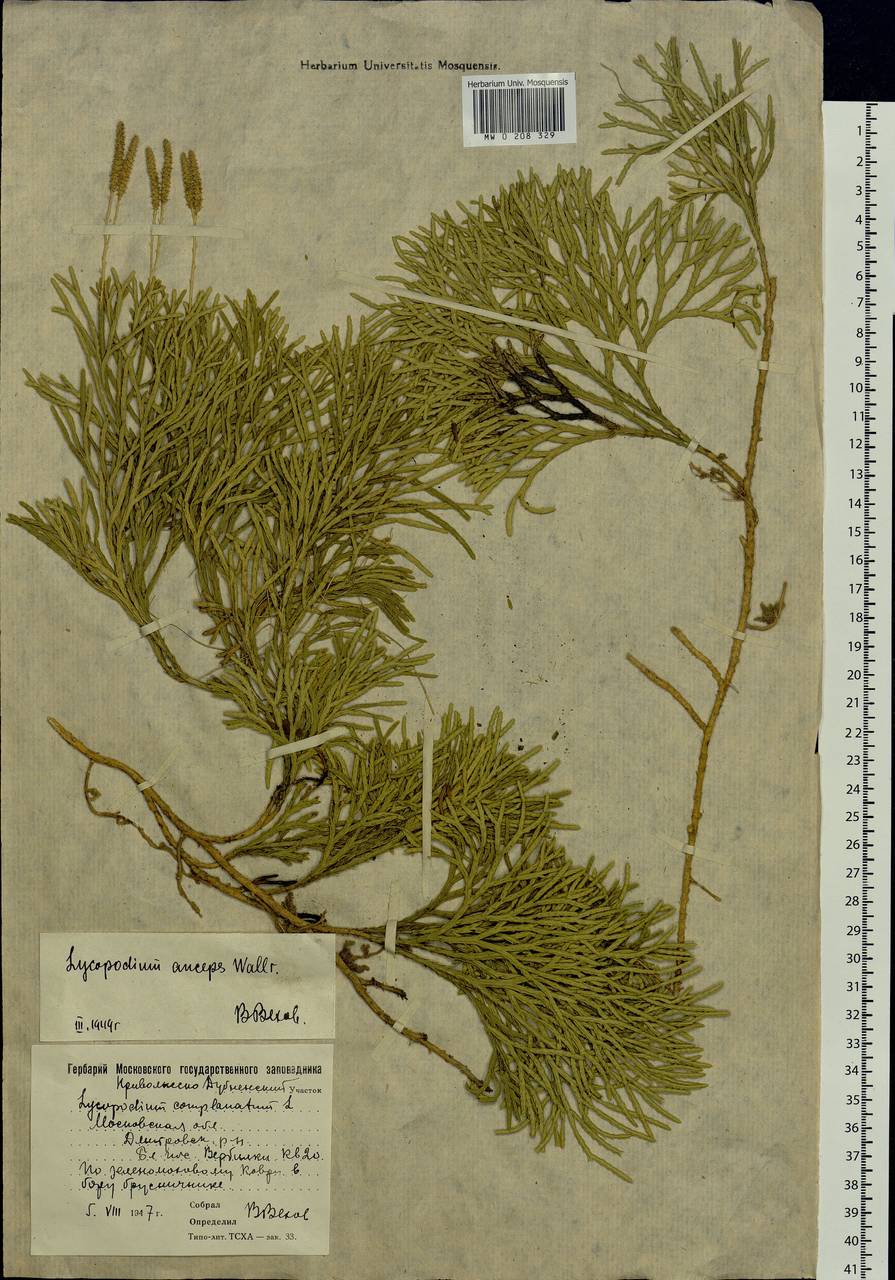 Diphasiastrum complanatum (L.) Holub, Eastern Europe, Moscow region (E4a) (Russia)