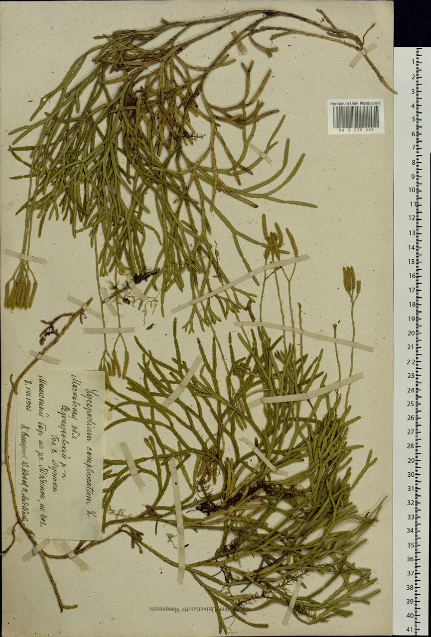 Diphasiastrum complanatum (L.) Holub, Eastern Europe, Moscow region (E4a) (Russia)