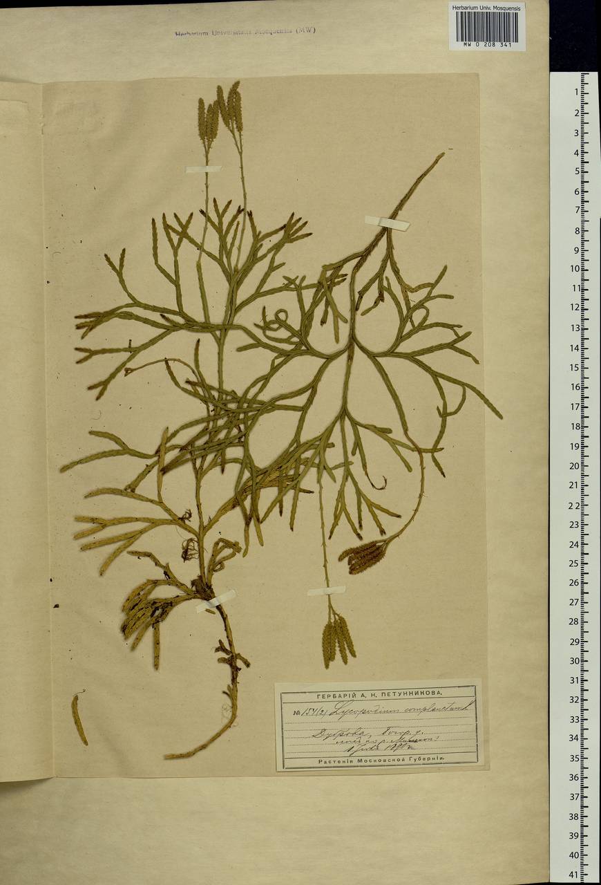 Diphasiastrum complanatum (L.) Holub, Eastern Europe, Moscow region (E4a) (Russia)