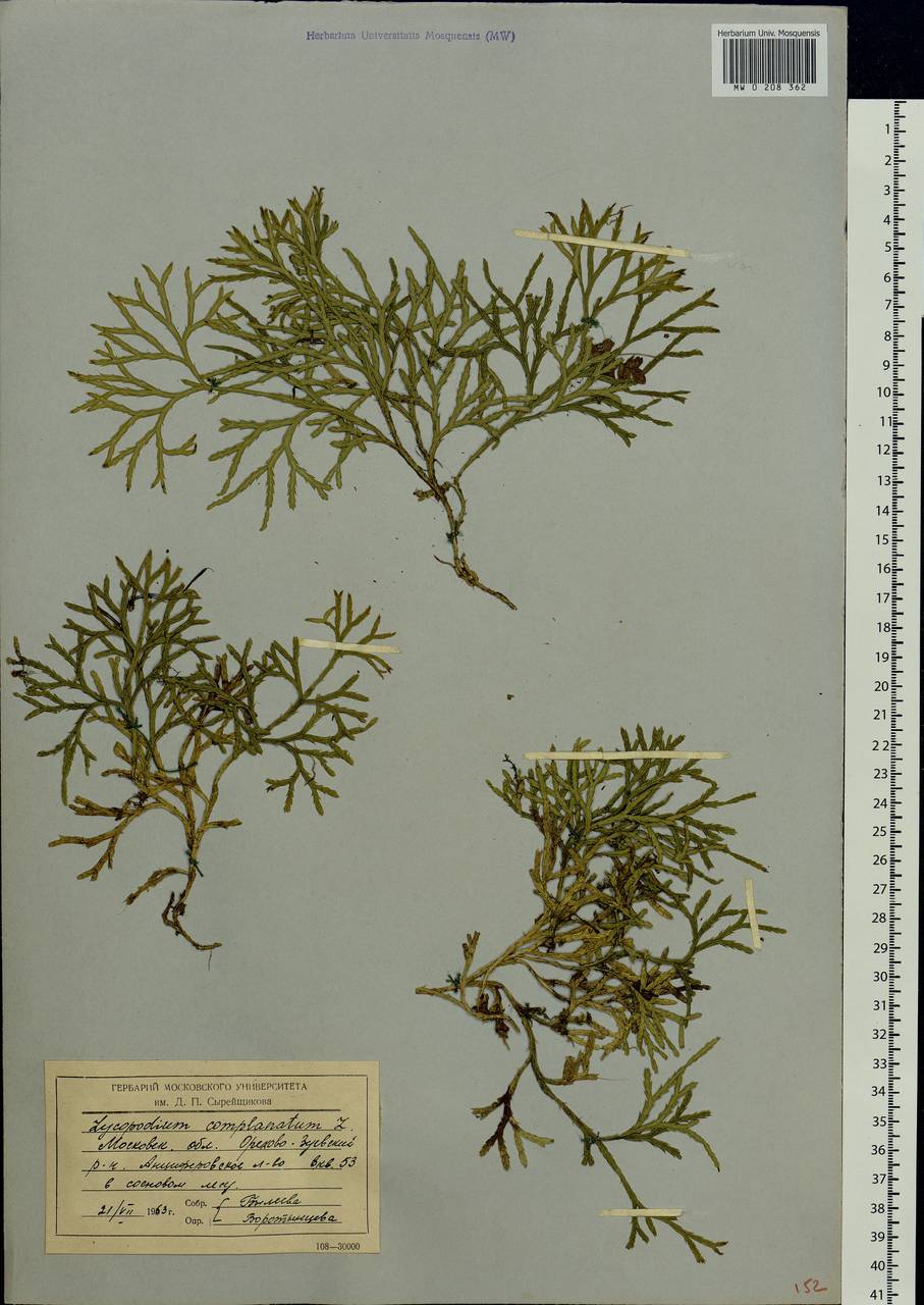 Diphasiastrum complanatum (L.) Holub, Eastern Europe, Moscow region (E4a) (Russia)