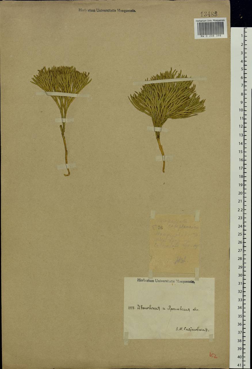 Diphasiastrum complanatum (L.) Holub, Eastern Europe, Central forest region (E5) (Russia)