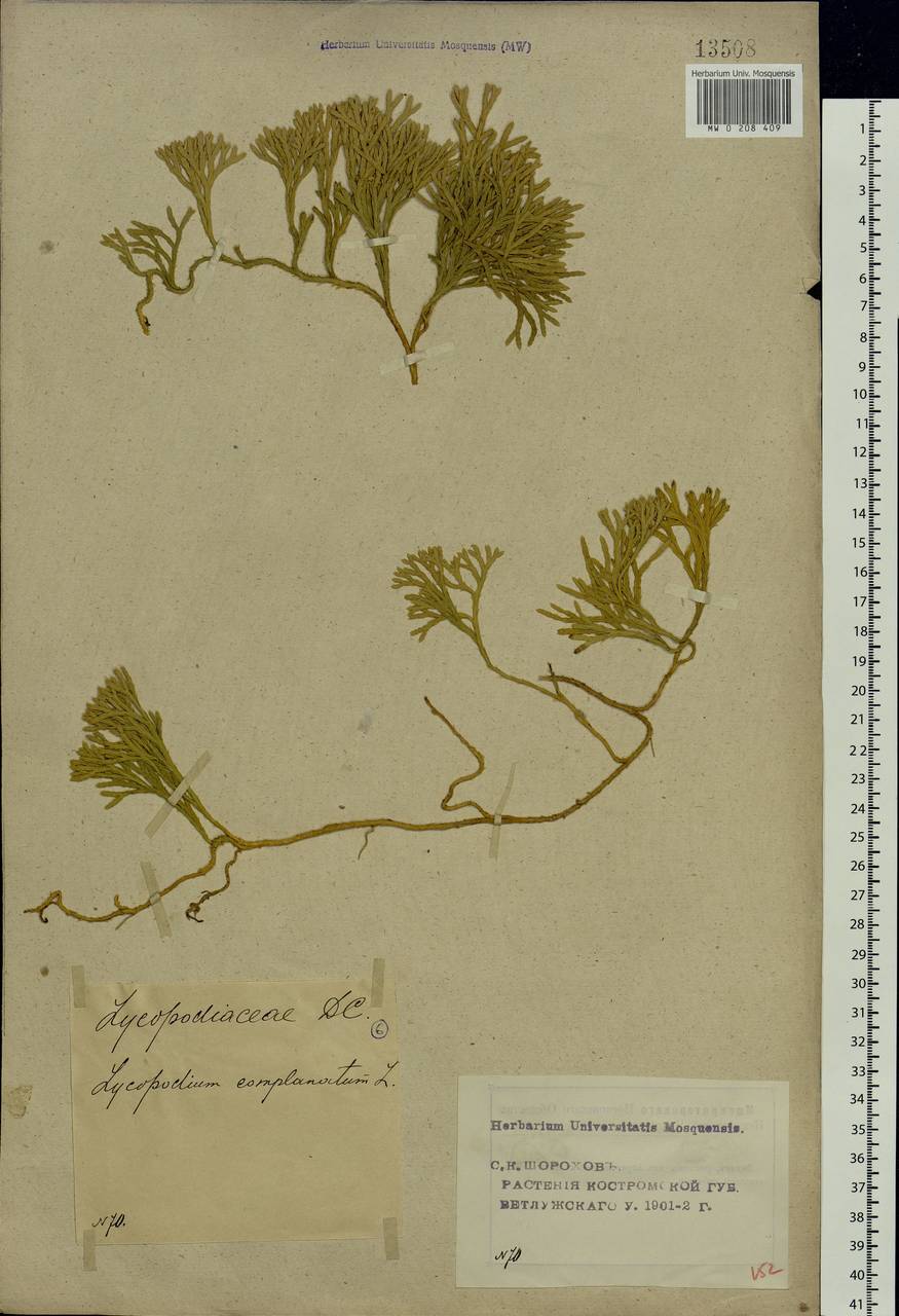 Diphasiastrum complanatum (L.) Holub, Eastern Europe, Volga-Kama region (E7) (Russia)