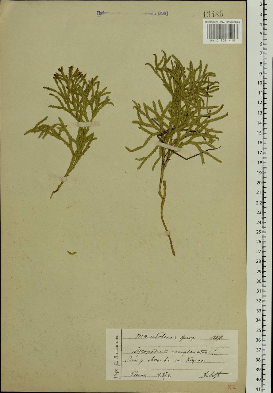 Diphasiastrum complanatum (L.) Holub, Eastern Europe, Central forest-and-steppe region (E6) (Russia)