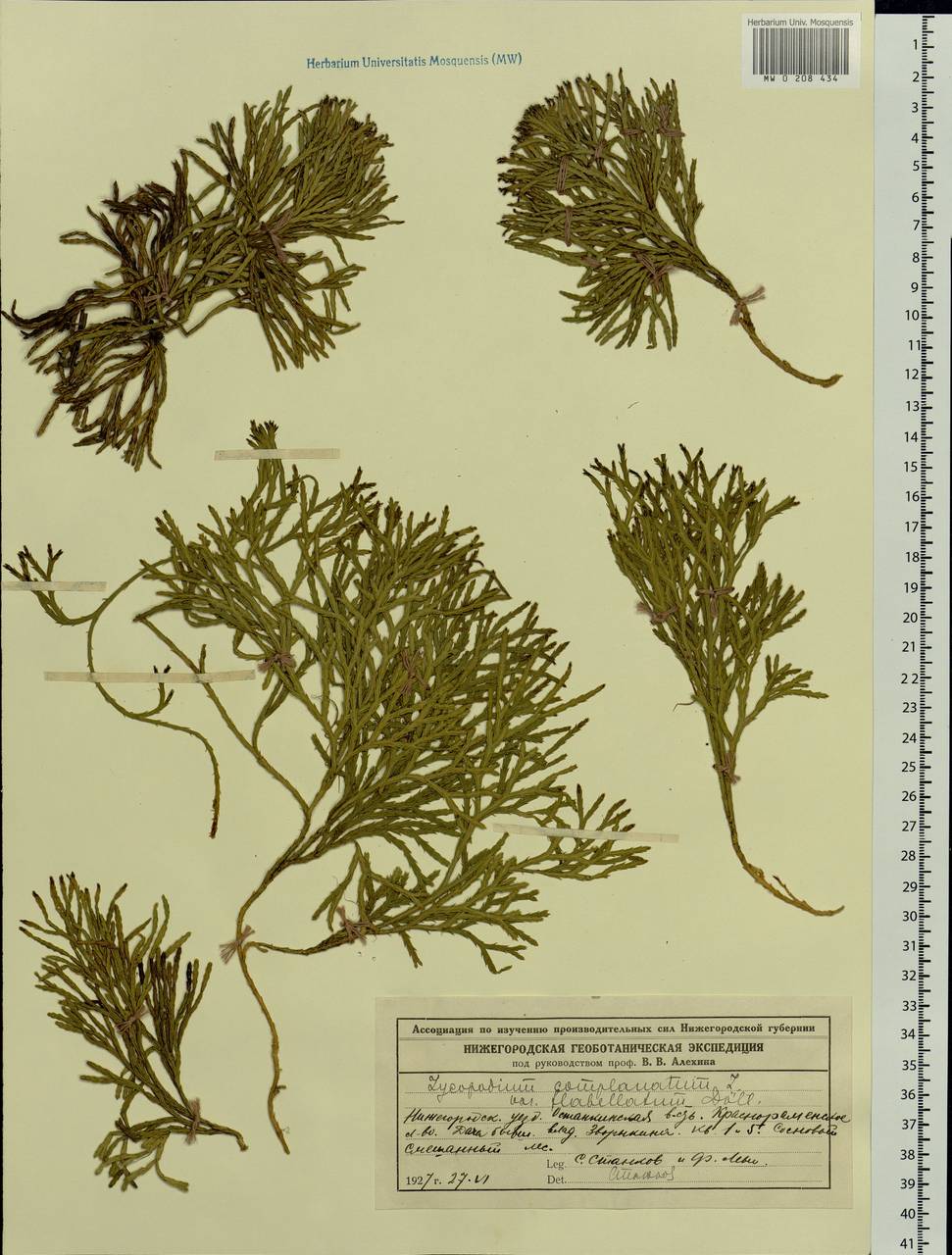 Diphasiastrum complanatum (L.) Holub, Eastern Europe, Volga-Kama region (E7) (Russia)