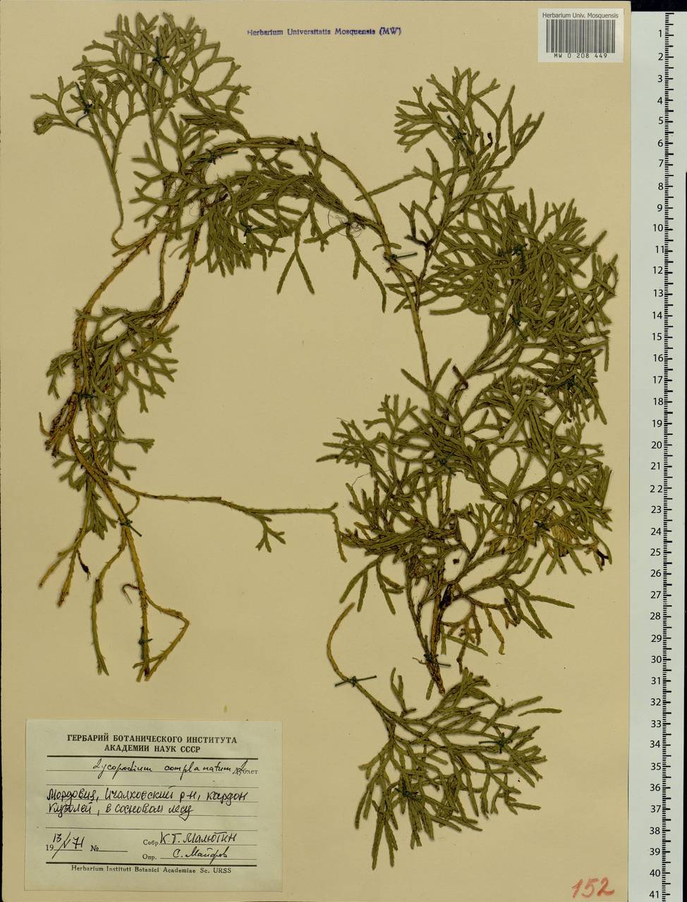 Diphasiastrum complanatum (L.) Holub, Eastern Europe, Middle Volga region (E8) (Russia)