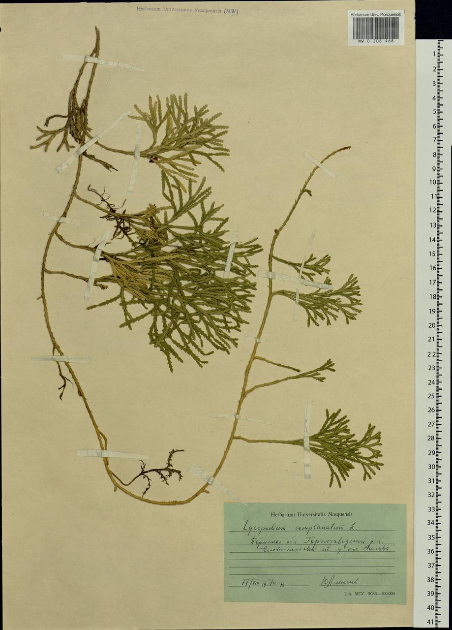 Diphasiastrum complanatum (L.) Holub, Eastern Europe, Eastern region (E10) (Russia)