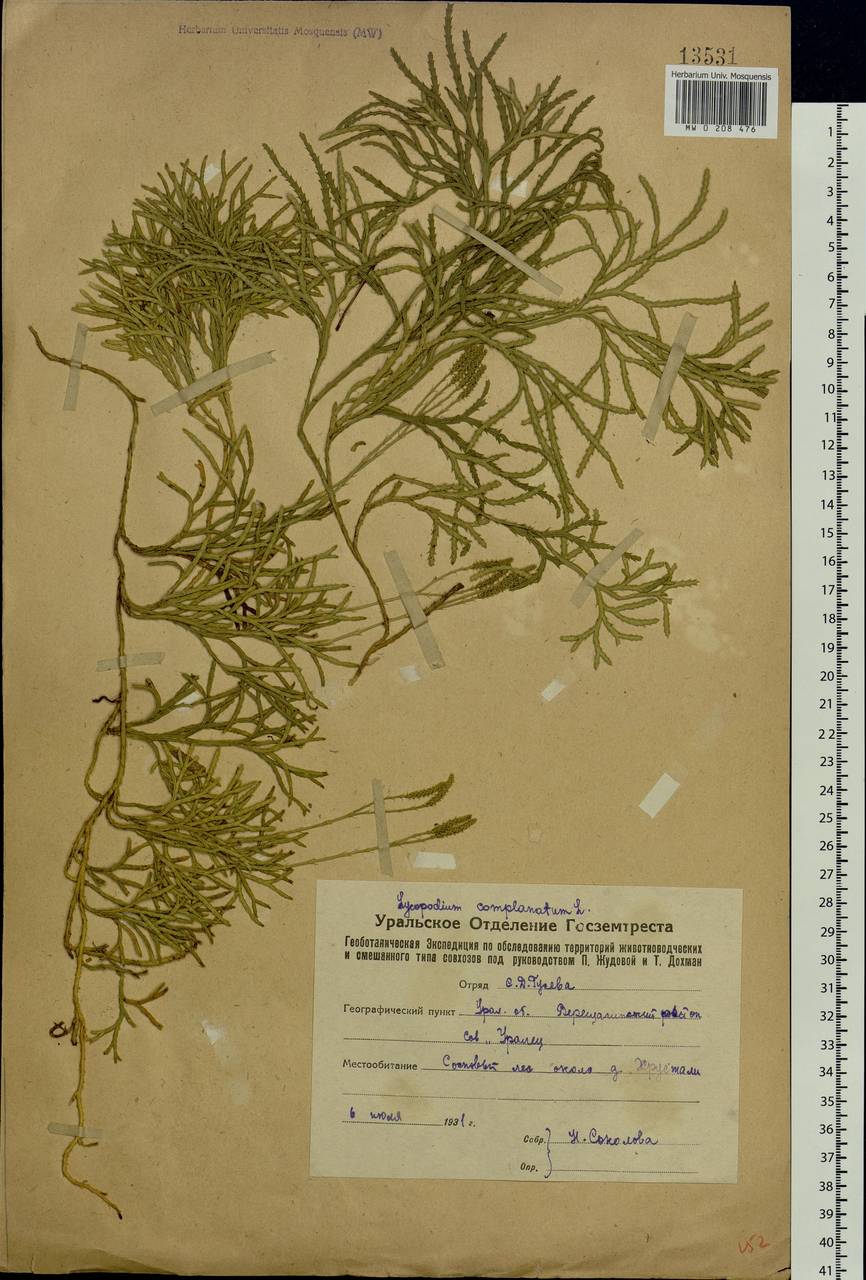 Diphasiastrum complanatum (L.) Holub, Eastern Europe, Eastern region (E10) (Russia)