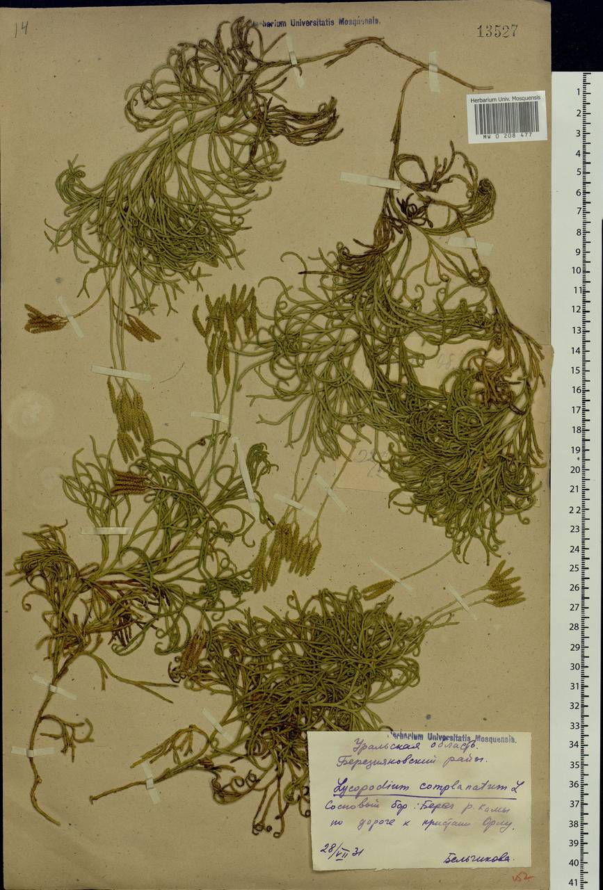 Diphasiastrum complanatum (L.) Holub, Eastern Europe, Eastern region (E10) (Russia)