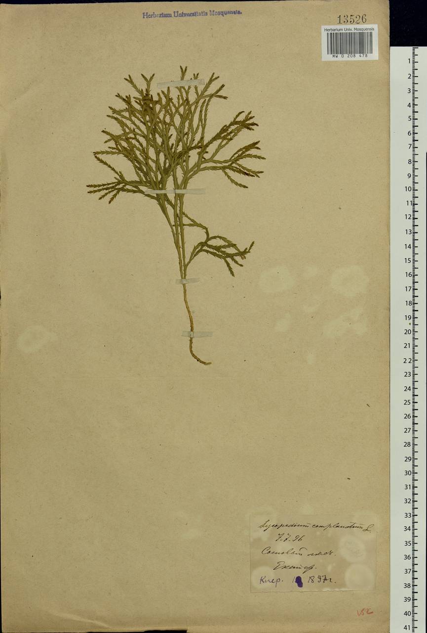 Diphasiastrum complanatum (L.) Holub, Eastern Europe, Eastern region (E10) (Russia)