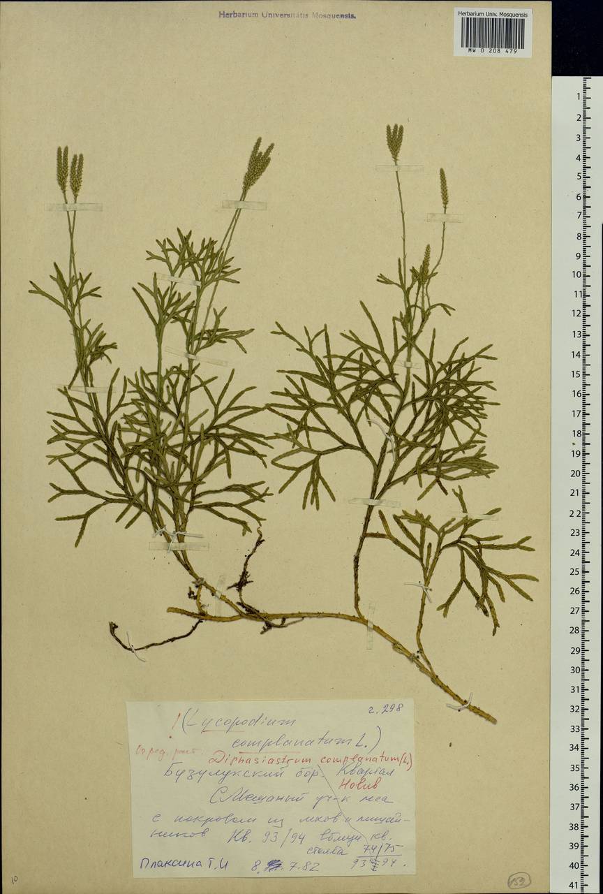 Diphasiastrum complanatum (L.) Holub, Eastern Europe, Eastern region (E10) (Russia)