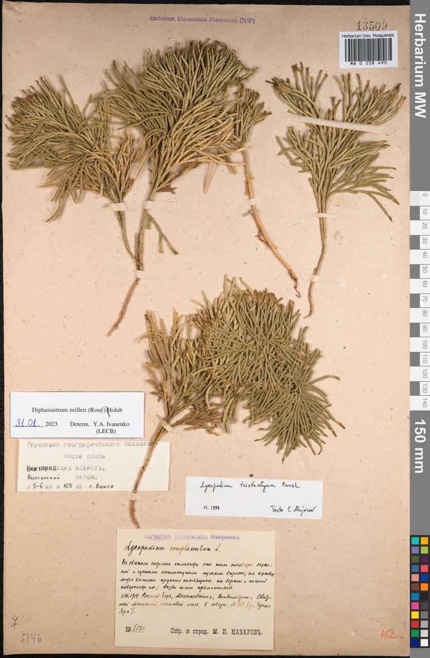 Diphasiastrum × zeilleri (Rouy) Holub, Eastern Europe, Volga-Kama region (E7) (Russia)