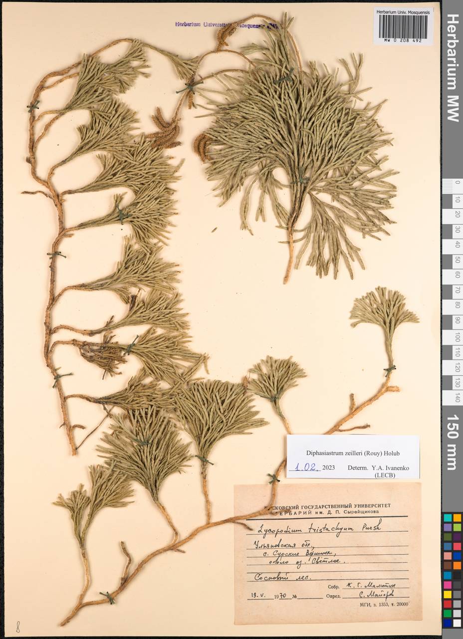Diphasiastrum × zeilleri (Rouy) Holub, Eastern Europe, Middle Volga region (E8) (Russia)