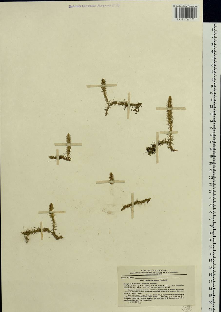 Lycopodiella inundata (L.) Holub, Eastern Europe, North-Western region (E2) (Russia)