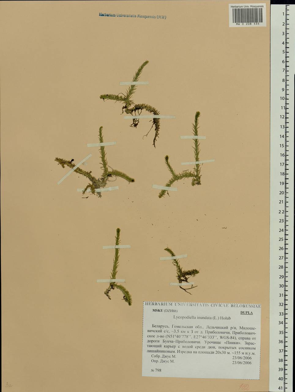 Lycopodiella inundata (L.) Holub, Eastern Europe, Belarus (E3a) (Belarus)