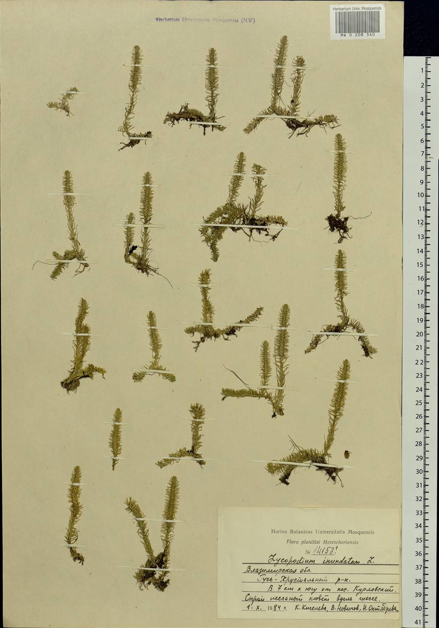 Lycopodiella inundata (L.) Holub, Eastern Europe, Central region (E4) (Russia)