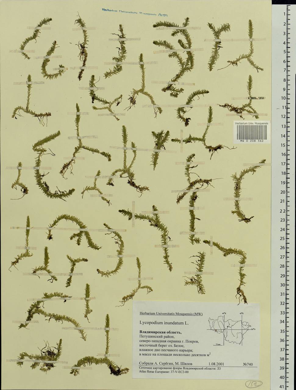 Lycopodiella inundata (L.) Holub, Eastern Europe, Central region (E4) (Russia)