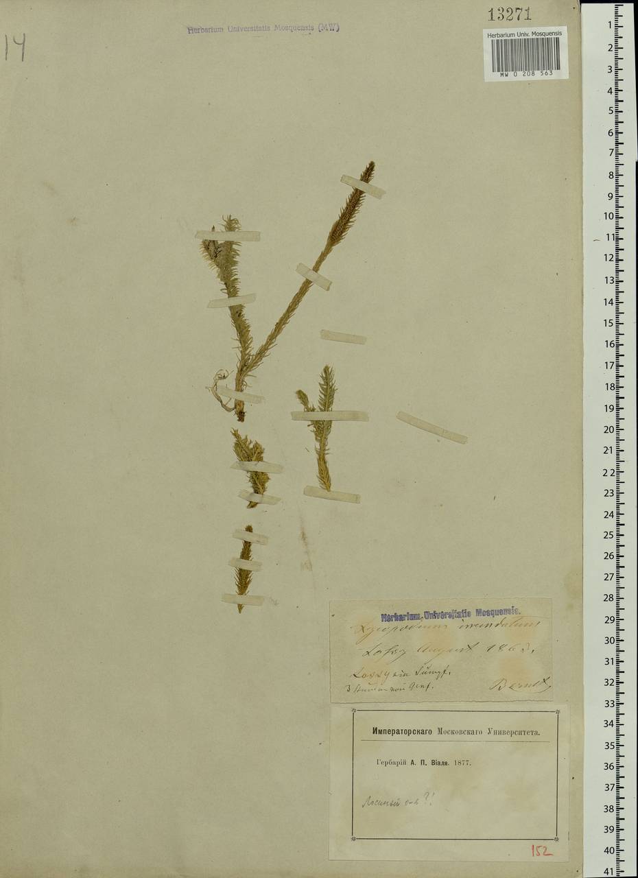 Lycopodiella inundata (L.) Holub, Eastern Europe, Moscow region (E4a) (Russia)