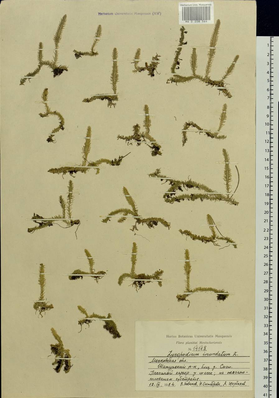 Lycopodiella inundata (L.) Holub, Eastern Europe, Moscow region (E4a) (Russia)
