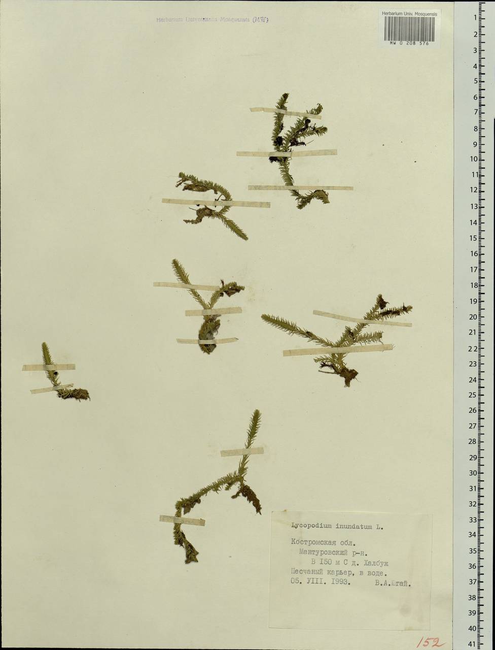 Lycopodiella inundata (L.) Holub, Eastern Europe, Central forest region (E5) (Russia)