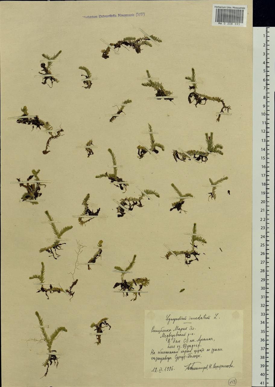Lycopodiella inundata (L.) Holub, Eastern Europe, Middle Volga region (E8) (Russia)