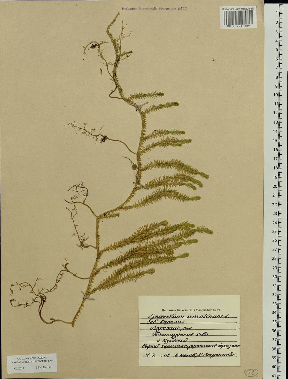 Spinulum annotinum subsp. annotinum, Eastern Europe, Northern region (E1) (Russia)