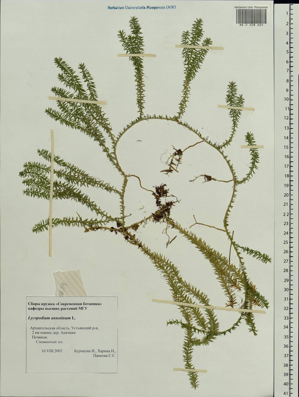 Spinulum annotinum subsp. annotinum, Eastern Europe, Northern region (E1) (Russia)