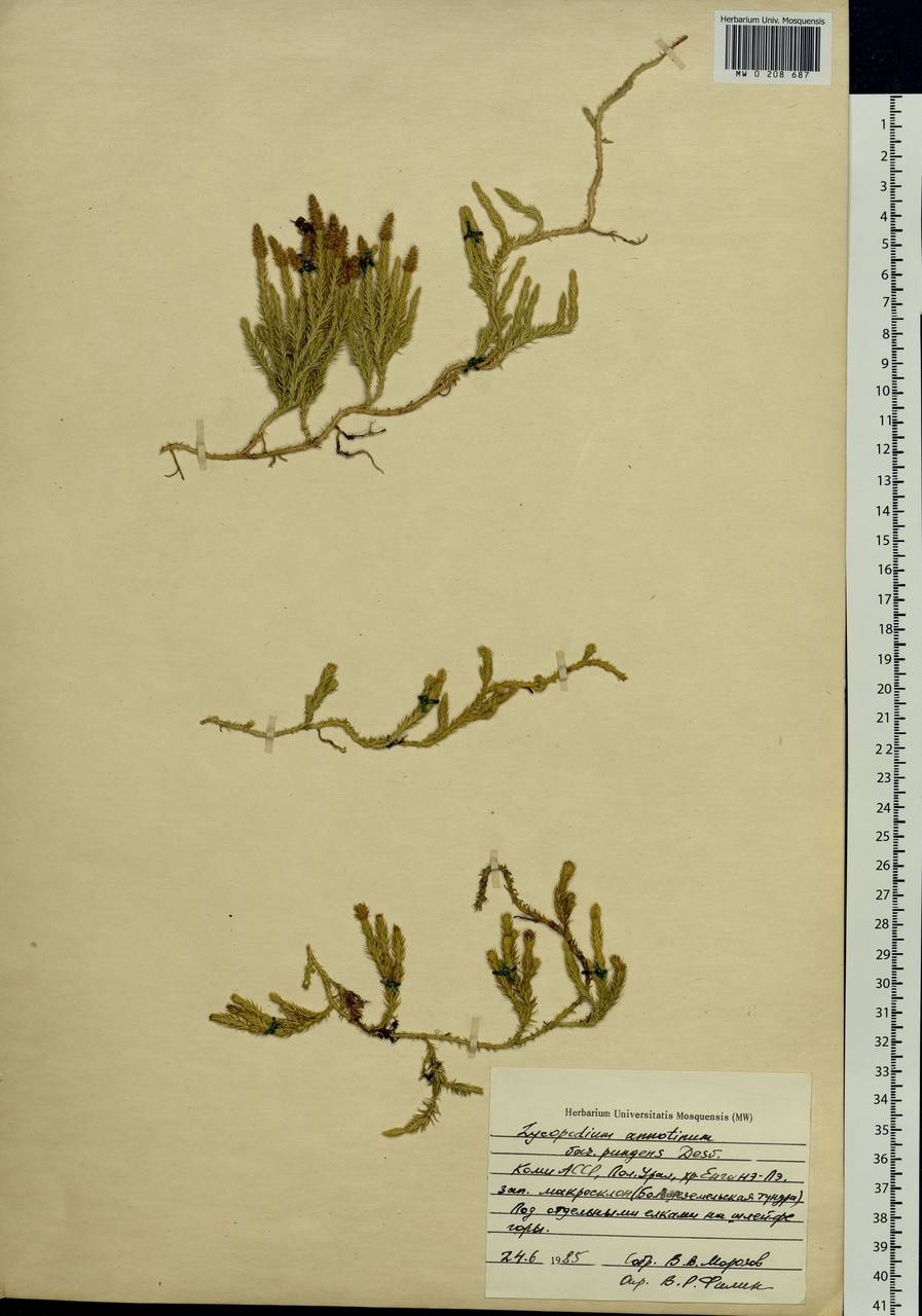 Spinulum annotinum subsp. annotinum, Eastern Europe, Northern region (E1) (Russia)