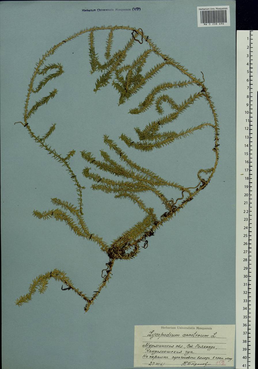 Spinulum annotinum subsp. annotinum, Eastern Europe, Northern region (E1) (Russia)