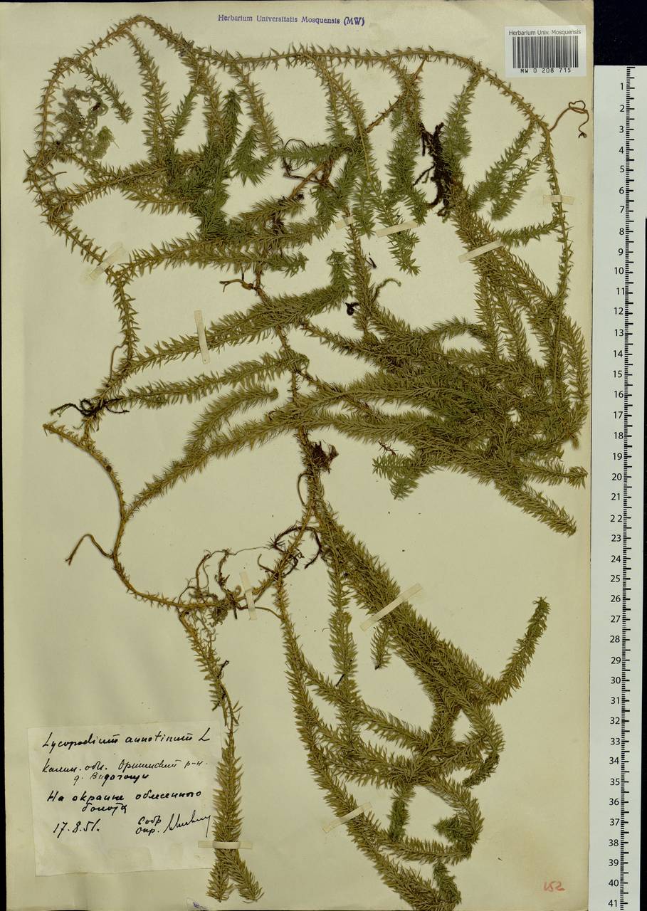 Spinulum annotinum subsp. annotinum, Eastern Europe, North-Western region (E2) (Russia)