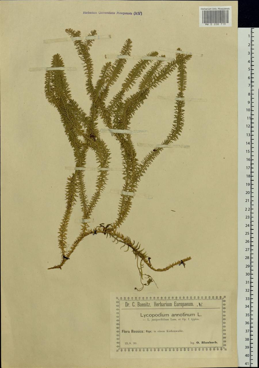 Spinulum annotinum subsp. annotinum, Eastern Europe, Latvia (E2b) (Latvia)