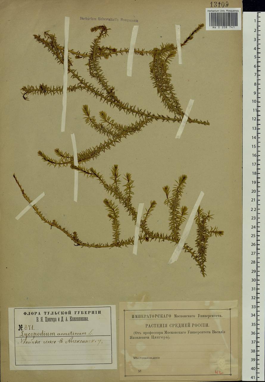 Spinulum annotinum subsp. annotinum, Eastern Europe, Central region (E4) (Russia)