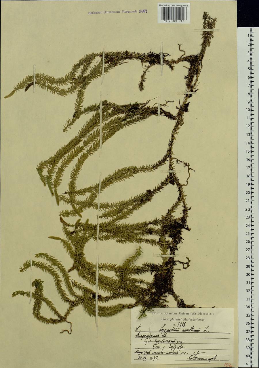 Spinulum annotinum subsp. annotinum, Eastern Europe, Central region (E4) (Russia)