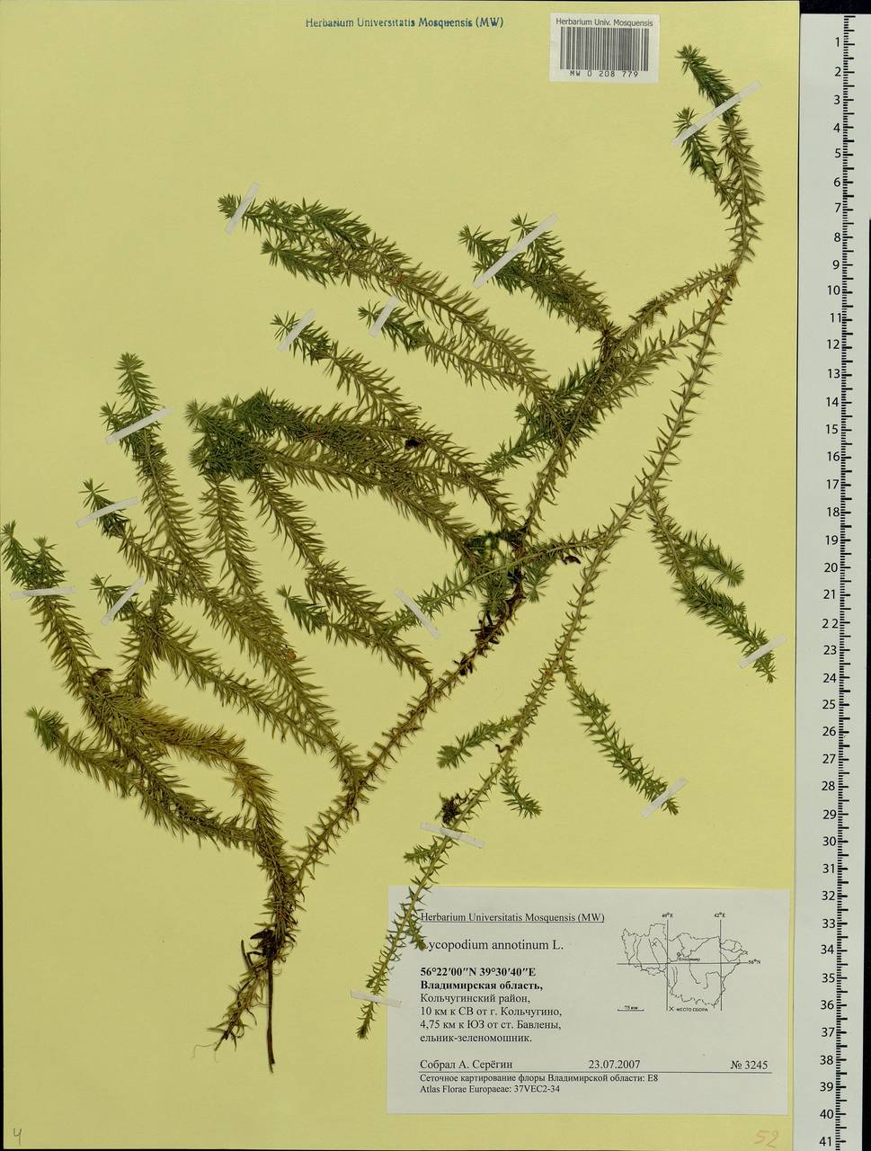 Spinulum annotinum subsp. annotinum, Eastern Europe, Central region (E4) (Russia)