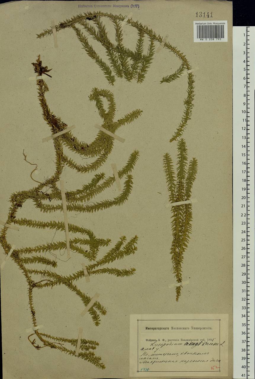 Spinulum annotinum subsp. annotinum, Eastern Europe, Central region (E4) (Russia)