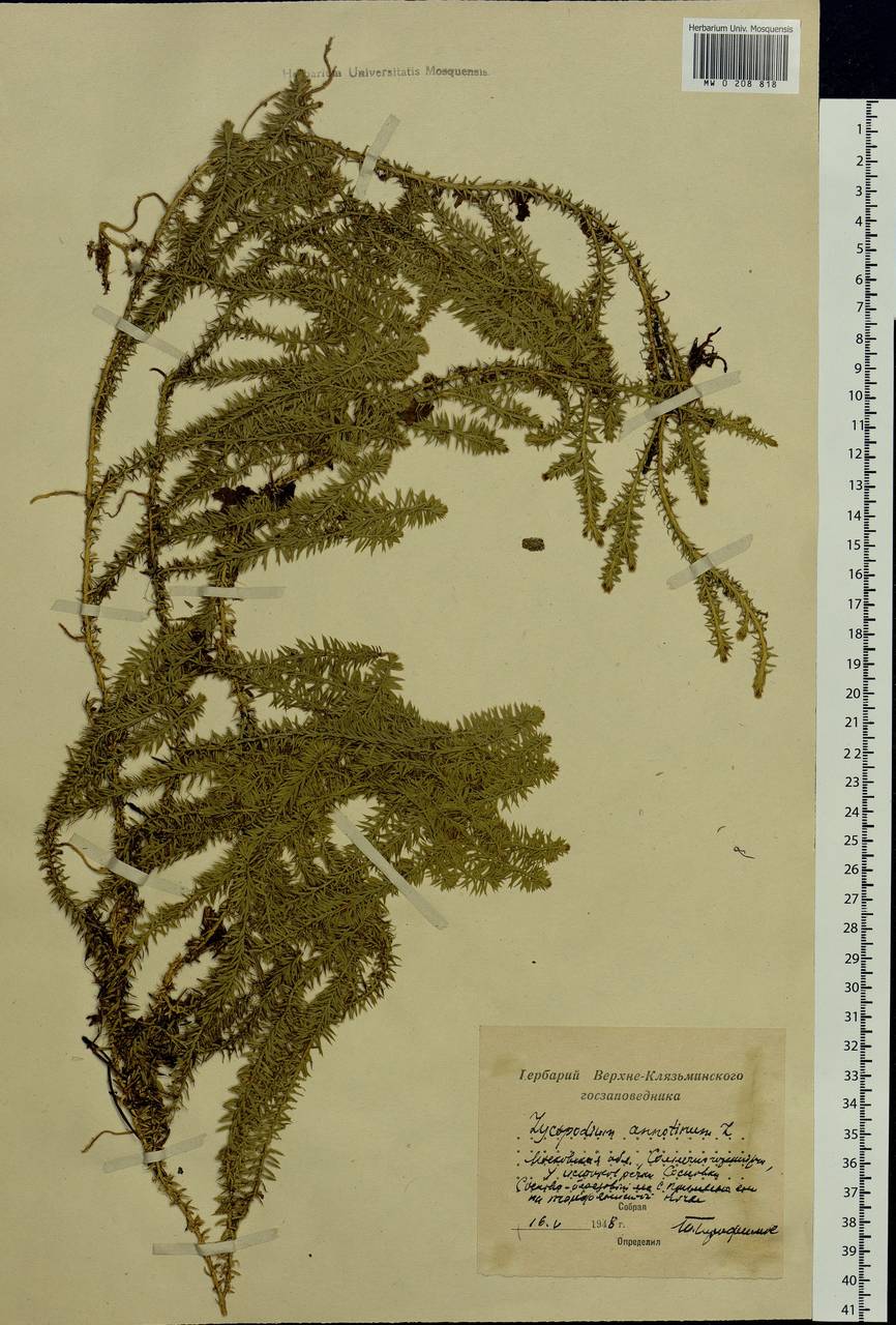 Spinulum annotinum subsp. annotinum, Eastern Europe, Moscow region (E4a) (Russia)
