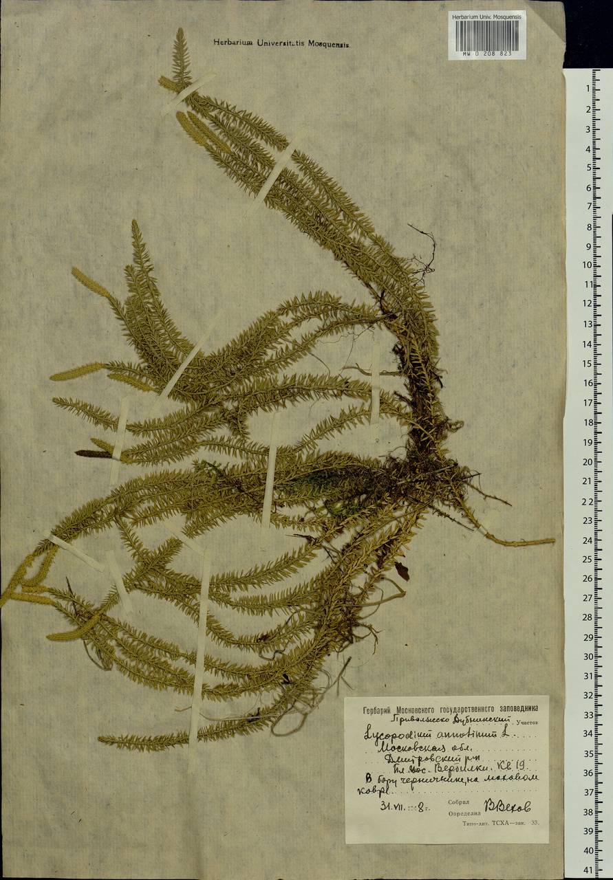 Spinulum annotinum subsp. annotinum, Eastern Europe, Moscow region (E4a) (Russia)