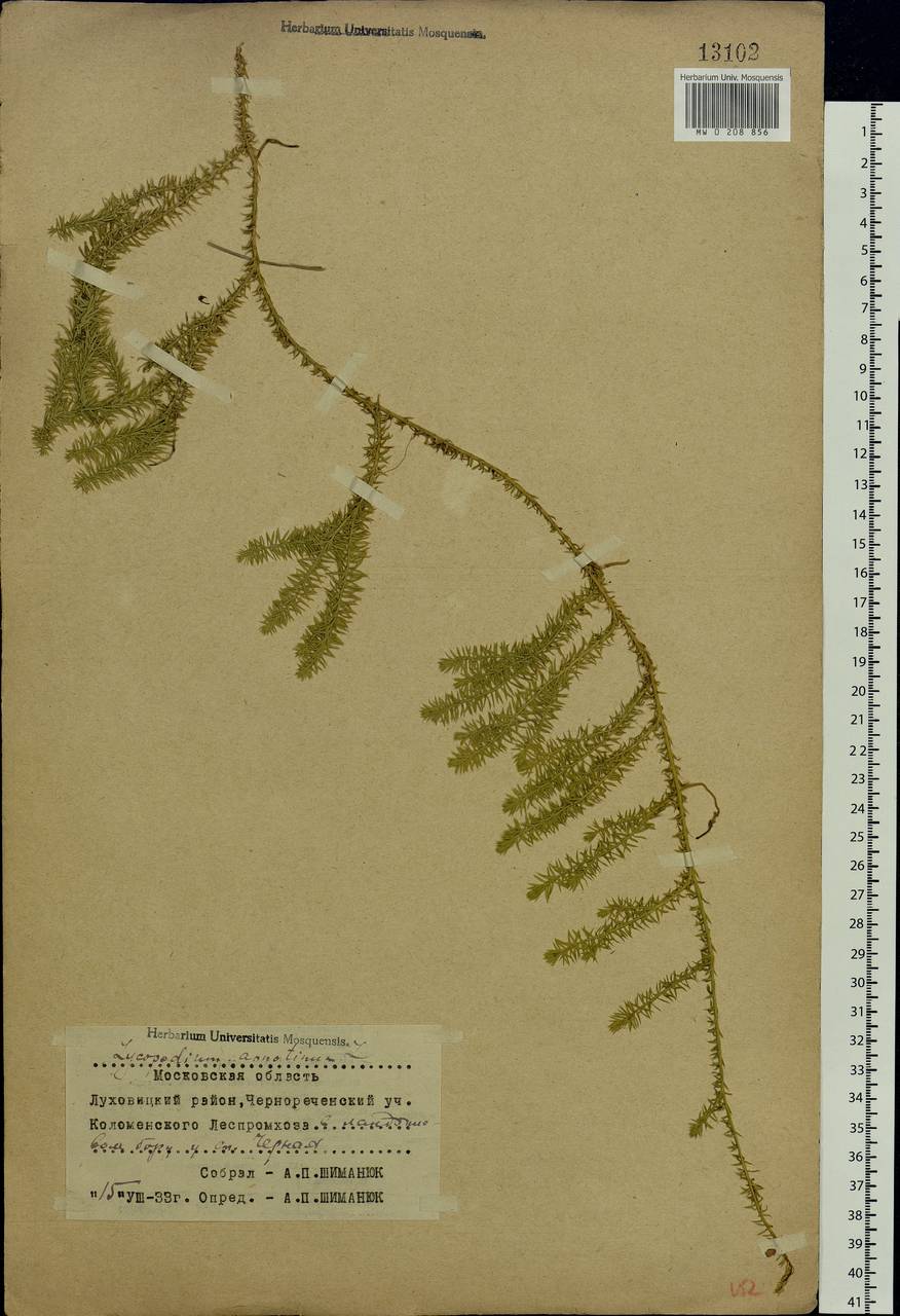Spinulum annotinum subsp. annotinum, Eastern Europe, Moscow region (E4a) (Russia)