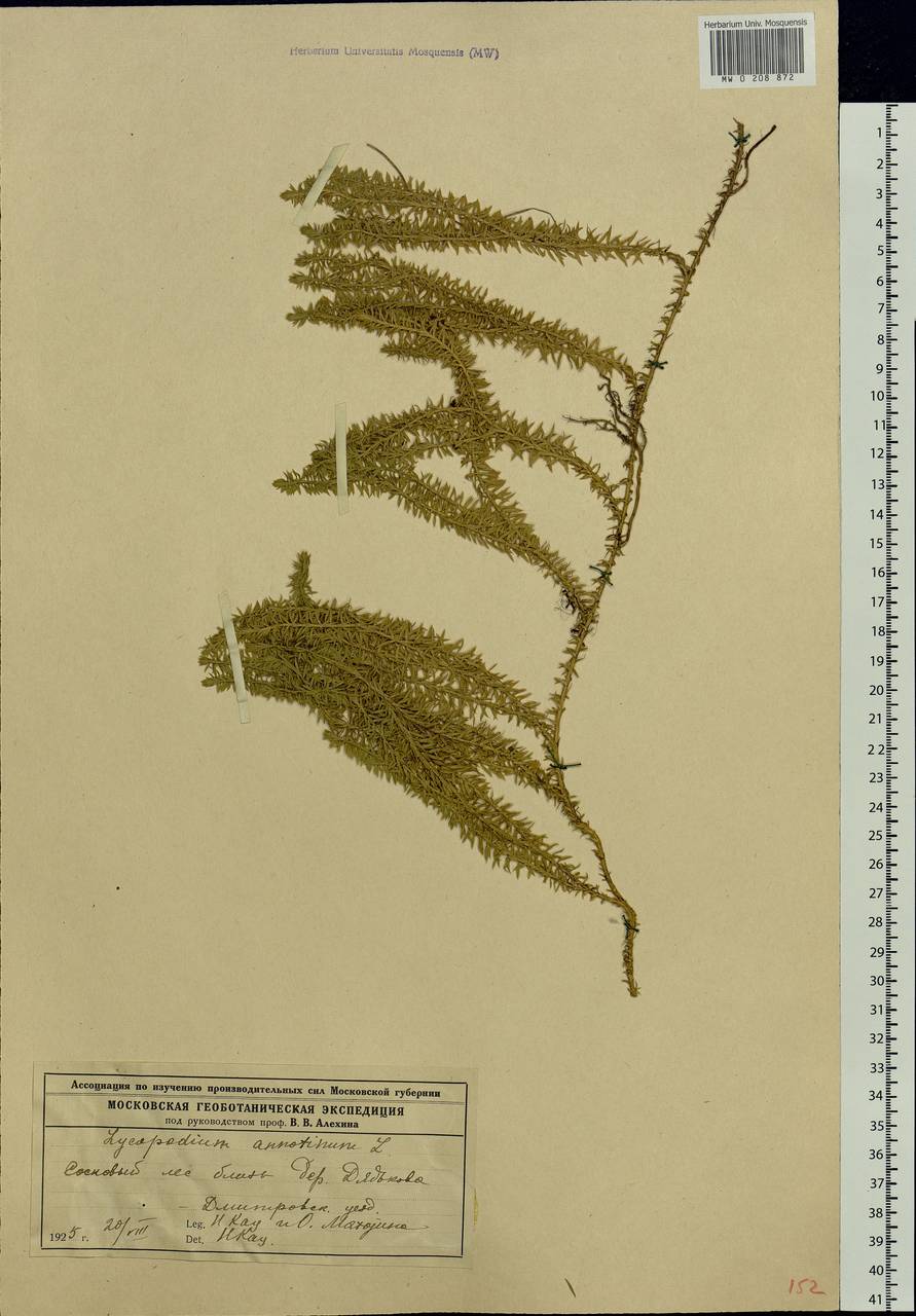 Spinulum annotinum subsp. annotinum, Eastern Europe, Moscow region (E4a) (Russia)