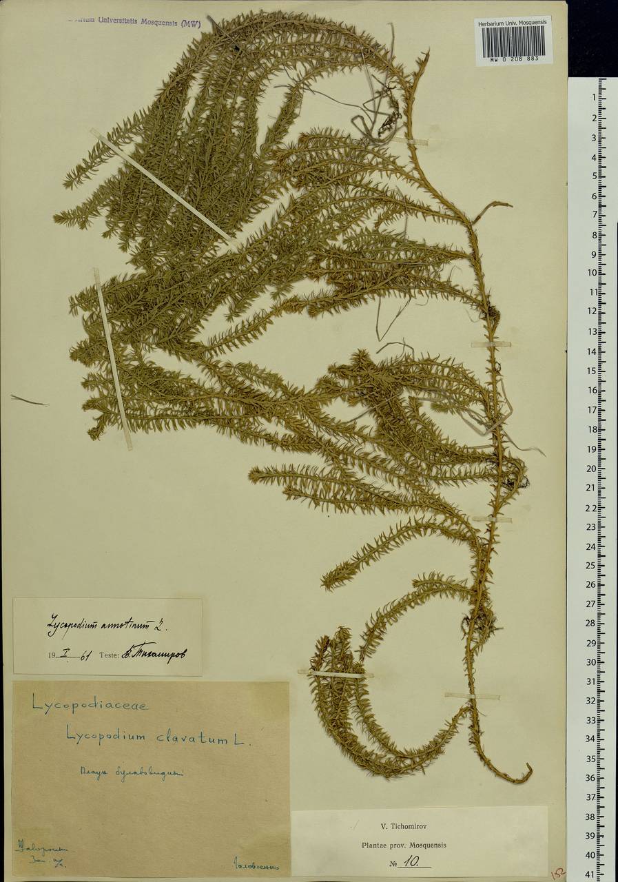 Spinulum annotinum subsp. annotinum, Eastern Europe, Moscow region (E4a) (Russia)
