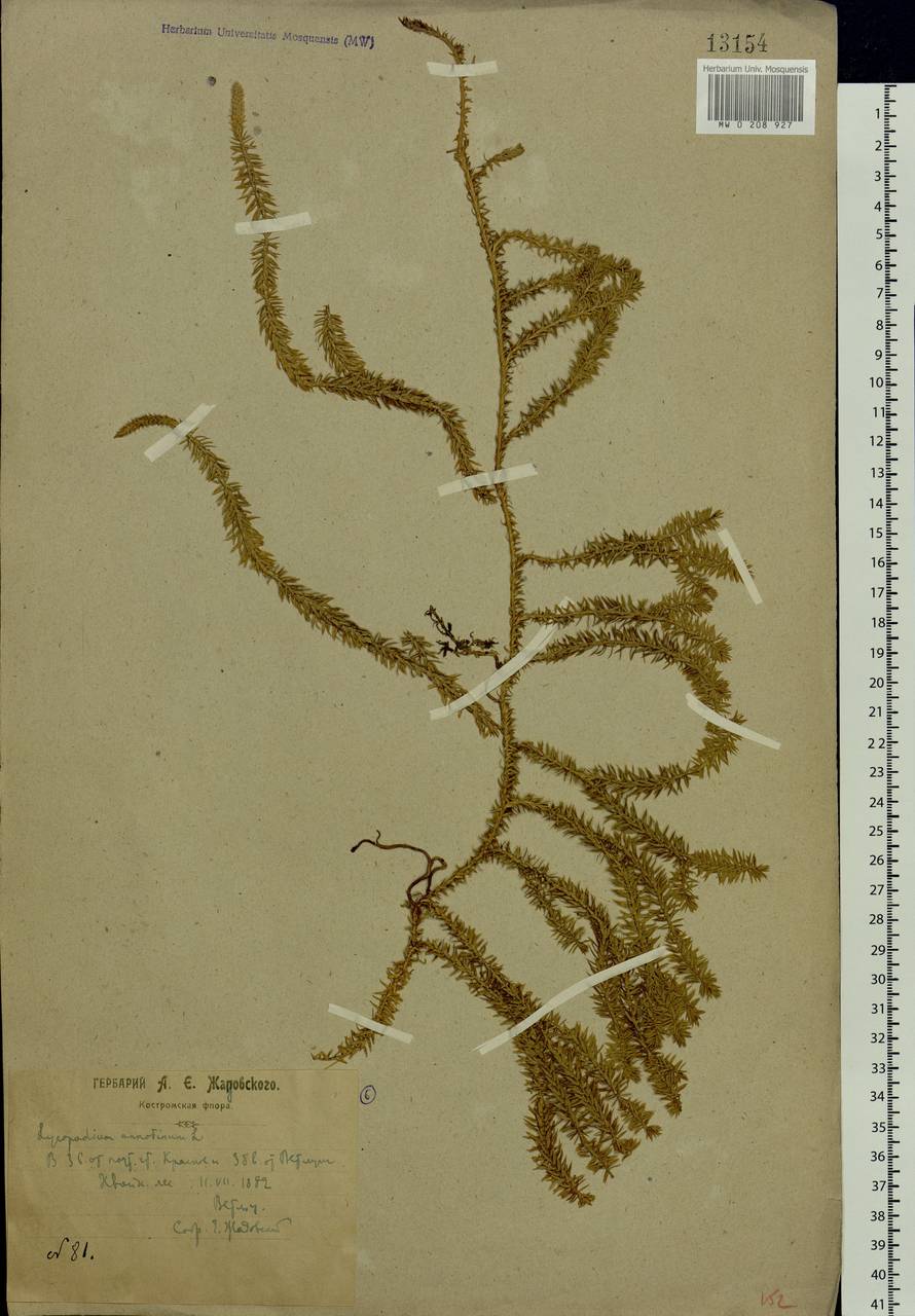 Spinulum annotinum subsp. annotinum, Eastern Europe, Central forest region (E5) (Russia)