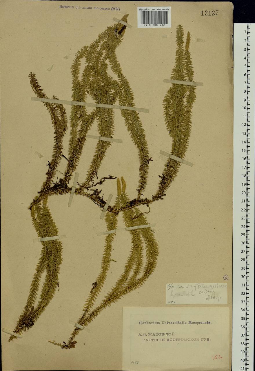Spinulum annotinum subsp. annotinum, Eastern Europe, Central forest region (E5) (Russia)
