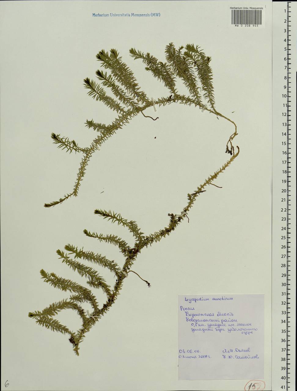 Spinulum annotinum subsp. annotinum, Eastern Europe, Central forest-and-steppe region (E6) (Russia)