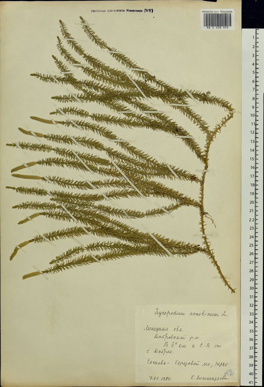 Spinulum annotinum subsp. annotinum, Eastern Europe, Central forest-and-steppe region (E6) (Russia)