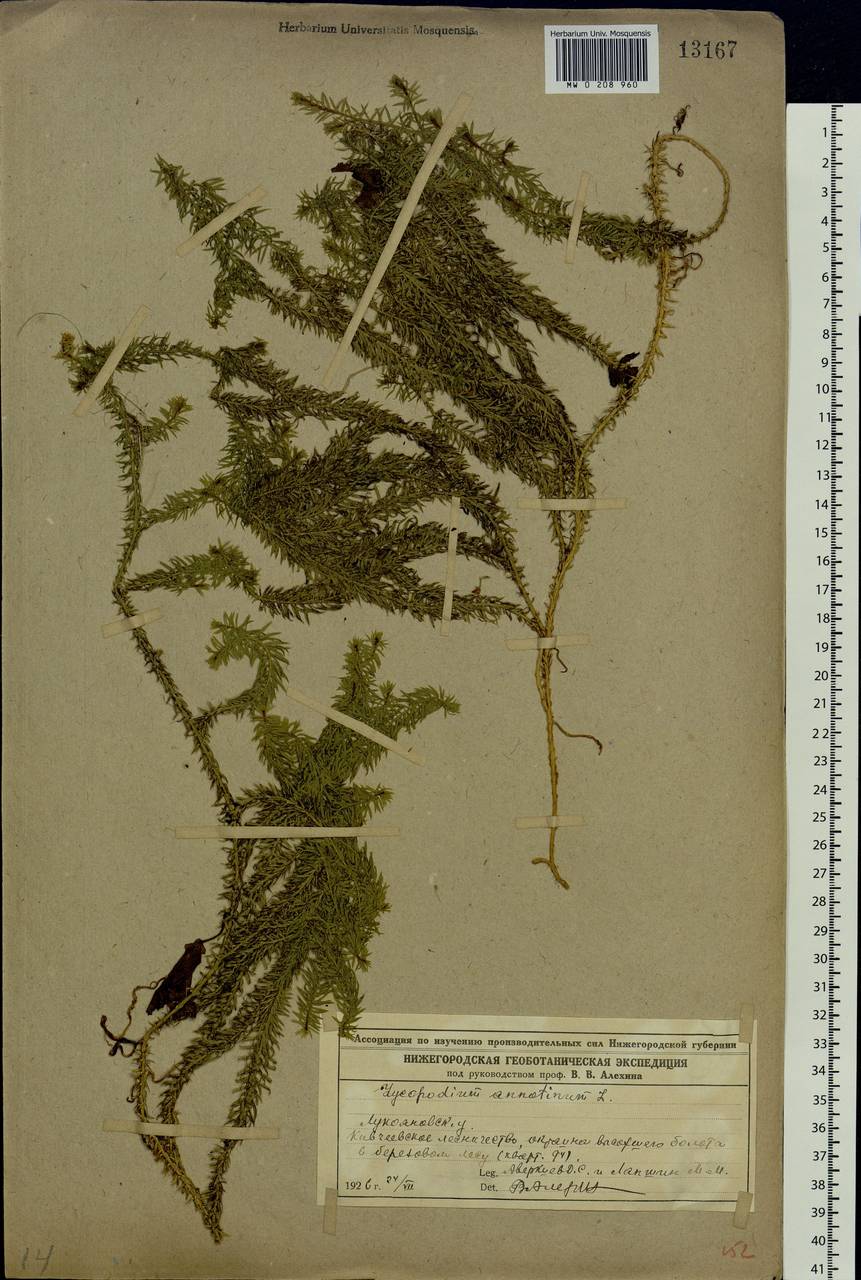 Spinulum annotinum subsp. annotinum, Eastern Europe, Volga-Kama region (E7) (Russia)