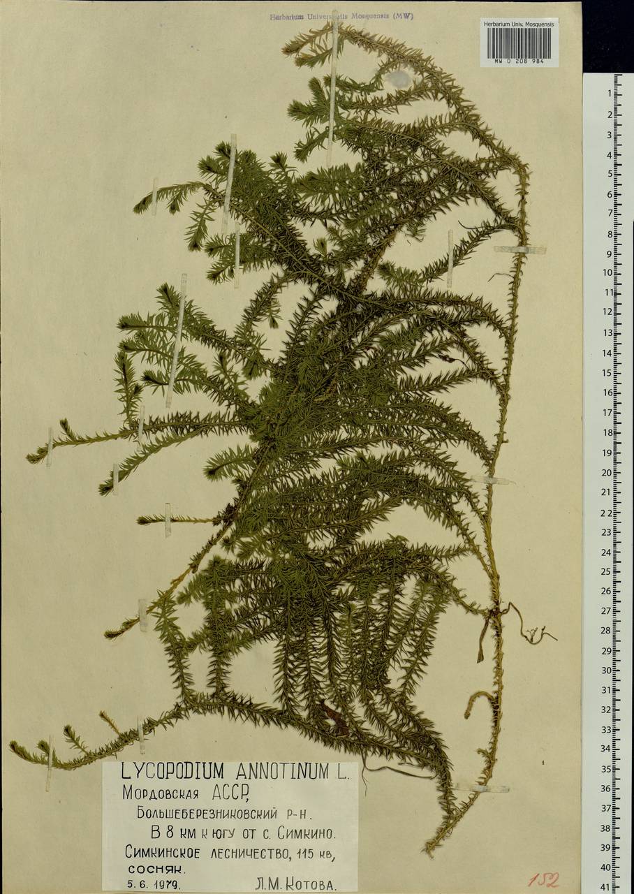 Spinulum annotinum subsp. annotinum, Eastern Europe, Middle Volga region (E8) (Russia)