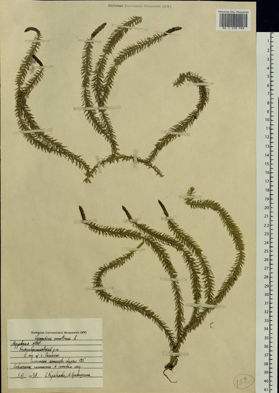 Spinulum annotinum subsp. annotinum, Eastern Europe, Middle Volga region (E8) (Russia)