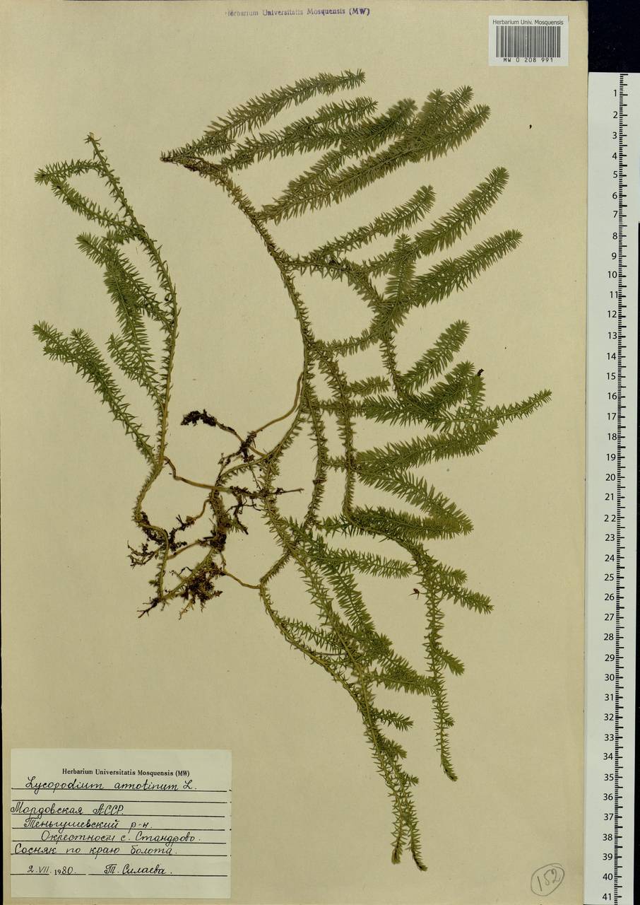 Spinulum annotinum subsp. annotinum, Eastern Europe, Middle Volga region (E8) (Russia)