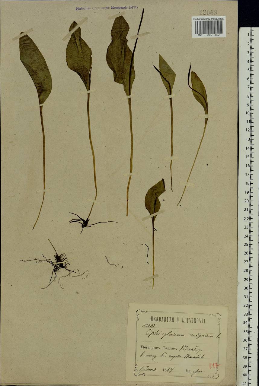 Ophioglossum vulgatum L., Eastern Europe, Central forest-and-steppe region (E6) (Russia)
