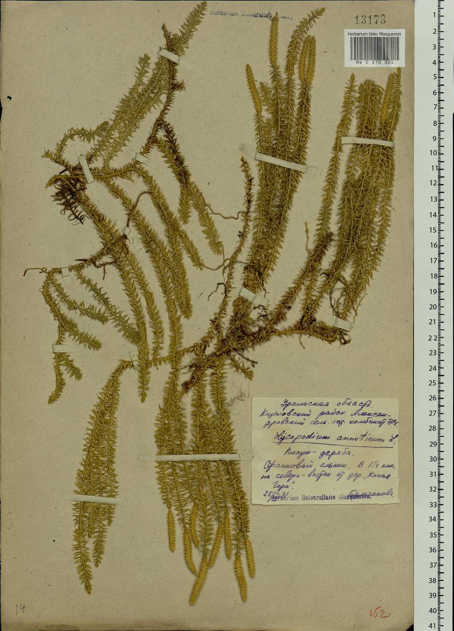 Spinulum annotinum subsp. annotinum, Eastern Europe, Eastern region (E10) (Russia)